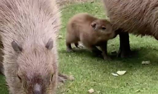 Kapibare su provele romantično Valentinovo, a nakon nekoliko mjeseci su dobili bebu