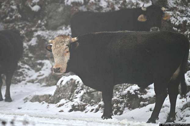Na Biokovu pao novi snijeg