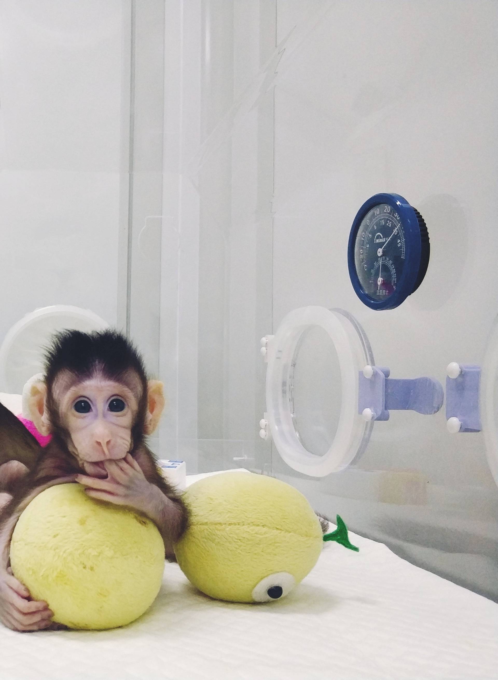 Cloned monkeys Zhong Zhong and Hua Hua are seen at the non-human primate facility at the Chinese Academy of Sciences in Shanghai