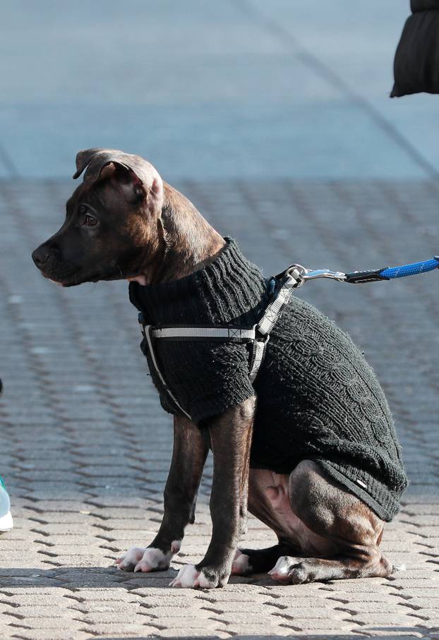 Zagreb: Streetstyle četveronožnih ljubimaca na gradskim ulicama