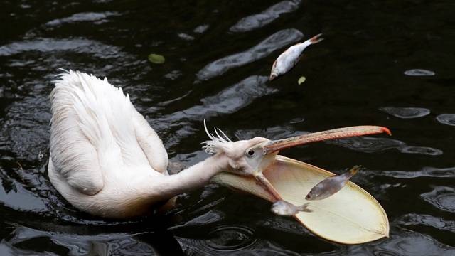 Animals at Prague Zoo amid coronavirus disease restrictions