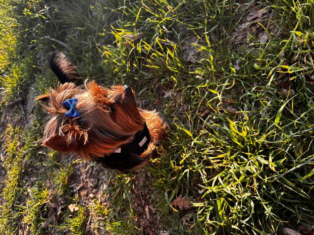 SUPER FOTKE vaših ljubimaca! Neki bi mogli biti viralni hit, ali svi su jednostavno neodoljivi