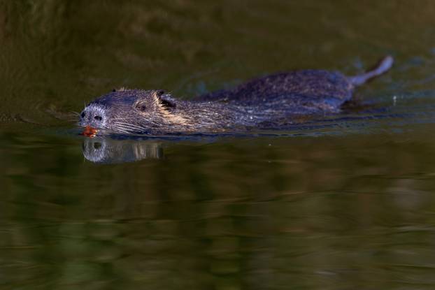Zagreb: Boje jeseni na jezeru Savica