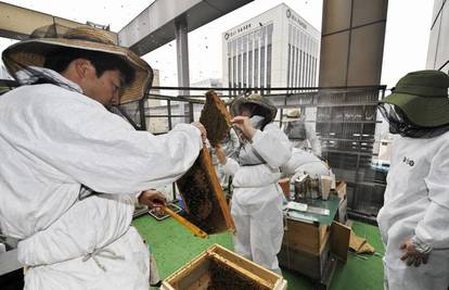 Opuštanje od posla na krovovima sa pčelama