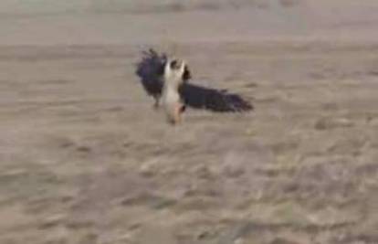 Nevjerojatna snimka: Orao hvata i ubija jelena