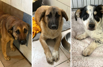 Iz romskog naselja u Međimurju spasili 37 pasa: 'Bez nadzora tu lutaju, a mačke ni ne prežive...'
