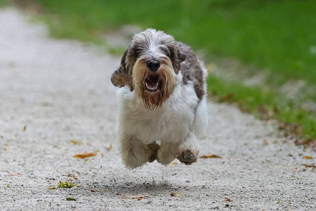 Zagreb: Hrvatska kujica Meghan proglašena najljepšim psom na svijetu