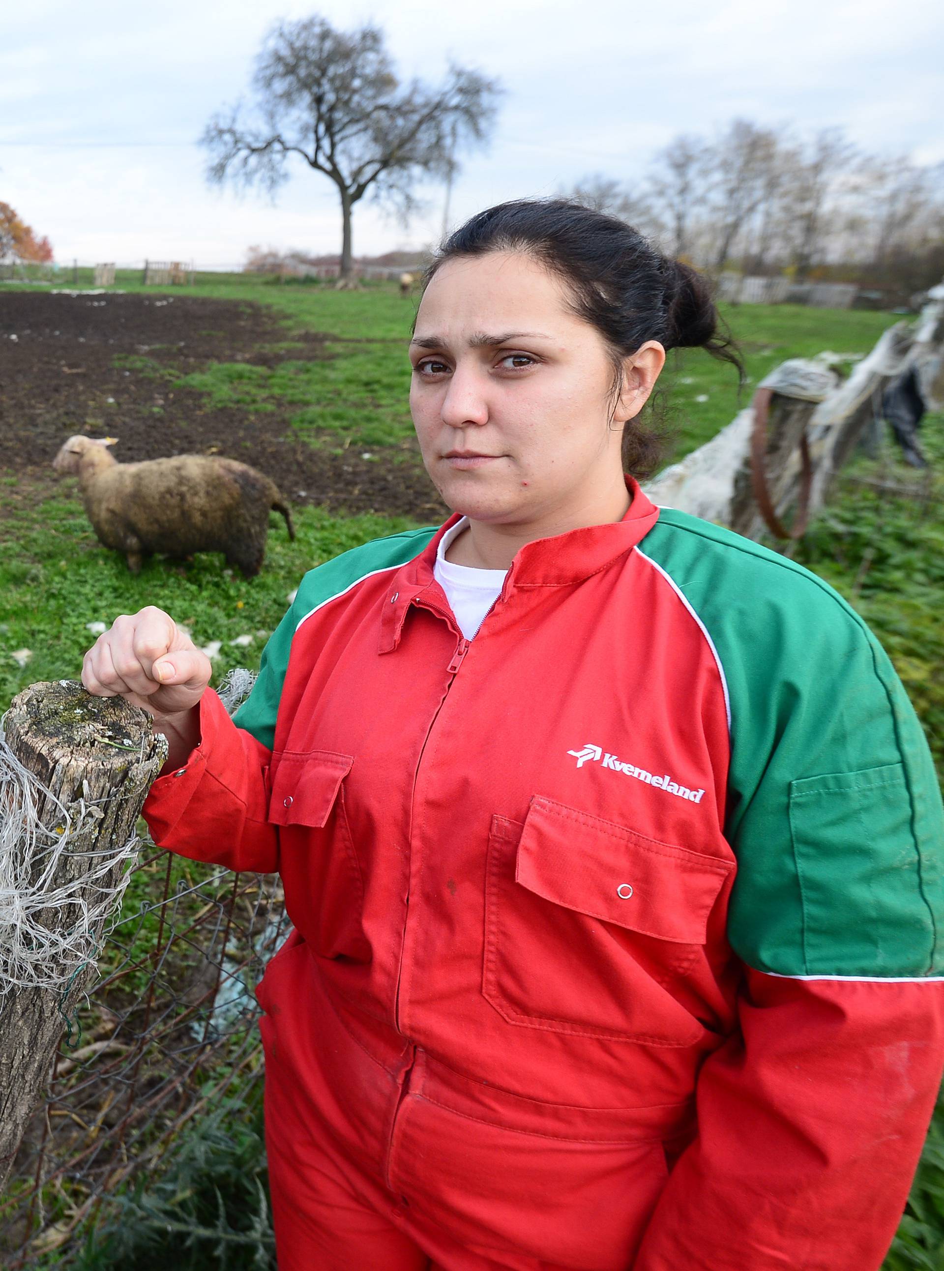 'Ušla sam u dvorište i ugledala krv. Psi su mi pojeli 80 ovaca'