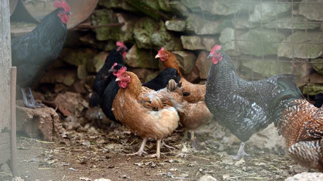 U Velikoj Britaniji i Poljskoj potvrdili slučajeve ptičje gripe