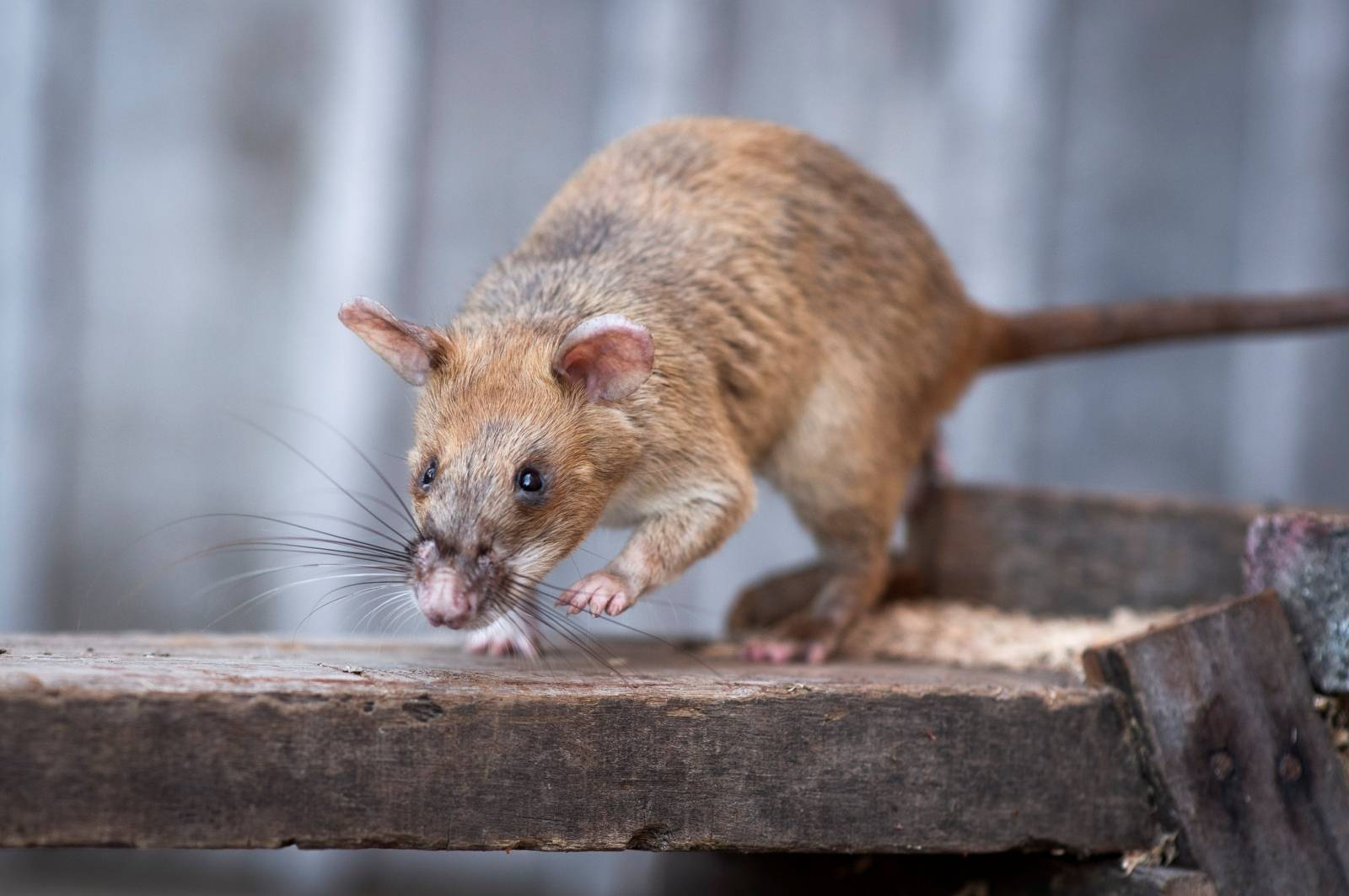 Magawa, a mine-sniffing rat, is pictured in Siem Reap