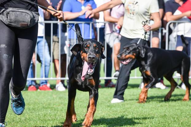 Velika Gorica bila je doma&cacute;in Svjetskog prvenstva pasmine doberman, stiglo je 400 pasa iz cijelog svijeta