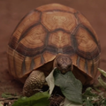 Spasili tronogu kornjaču od krijumčara: Uspjela je prohodati uz proteze u obliku dezodoransa
