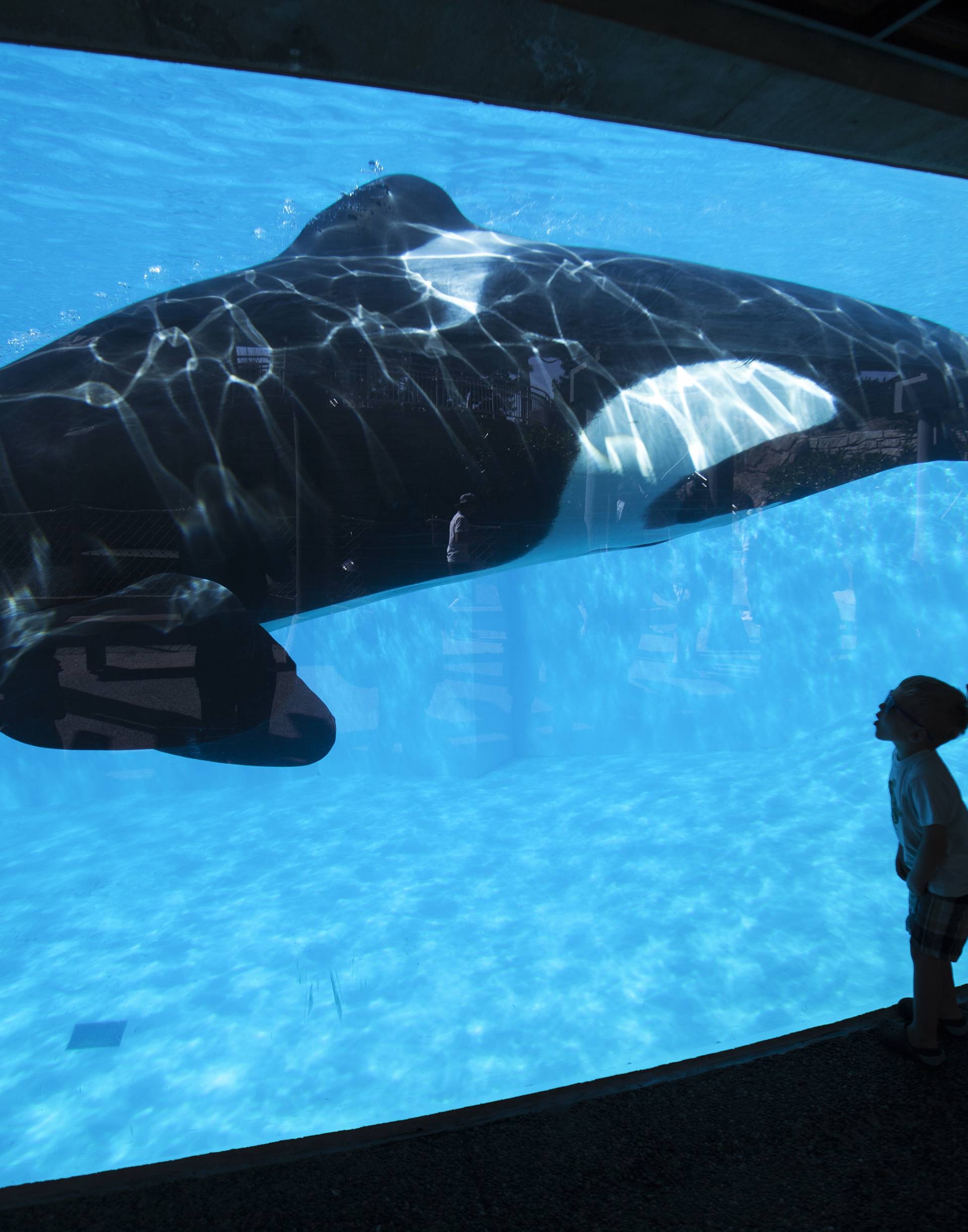 Young children get a close-up view of an Orca killer whale during a visit to the animal theme park SeaWorld in San Diego, California