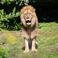 CSI ZOO Zagreb: 'Lav vjerojatno nije odrastao u &ccaron;oporu, gdje bi nau&ccaron;io kontrolirati svoje strasti'