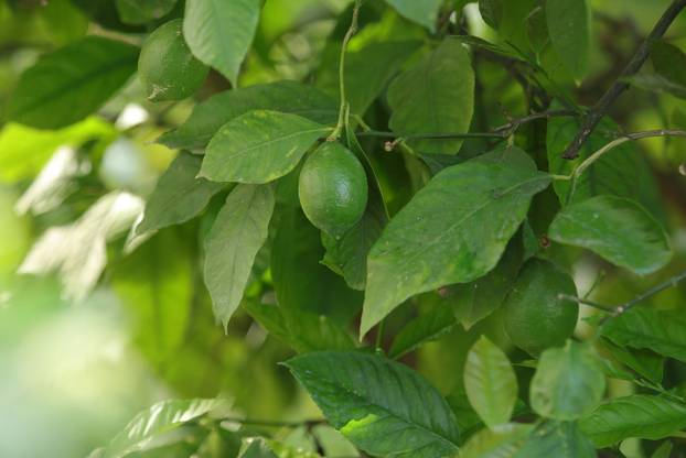 Egzotični vrt Igora Čupića