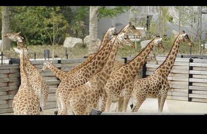 U Parizu otvoren 'zoo vrt 21. stoljeća' vrijedan 167 mil. eura