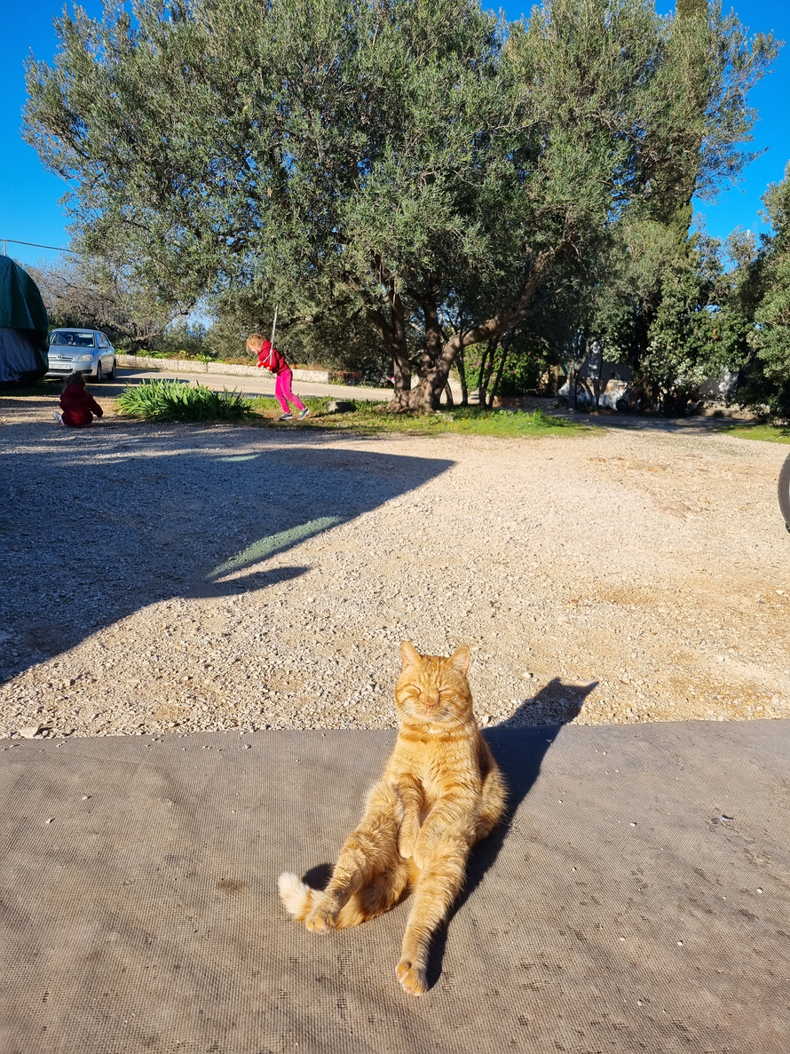 Upoznajte Duju, najpoznatijeg mačka na Korčuli. Sjedi kao čovjek i nikad nije imao curu