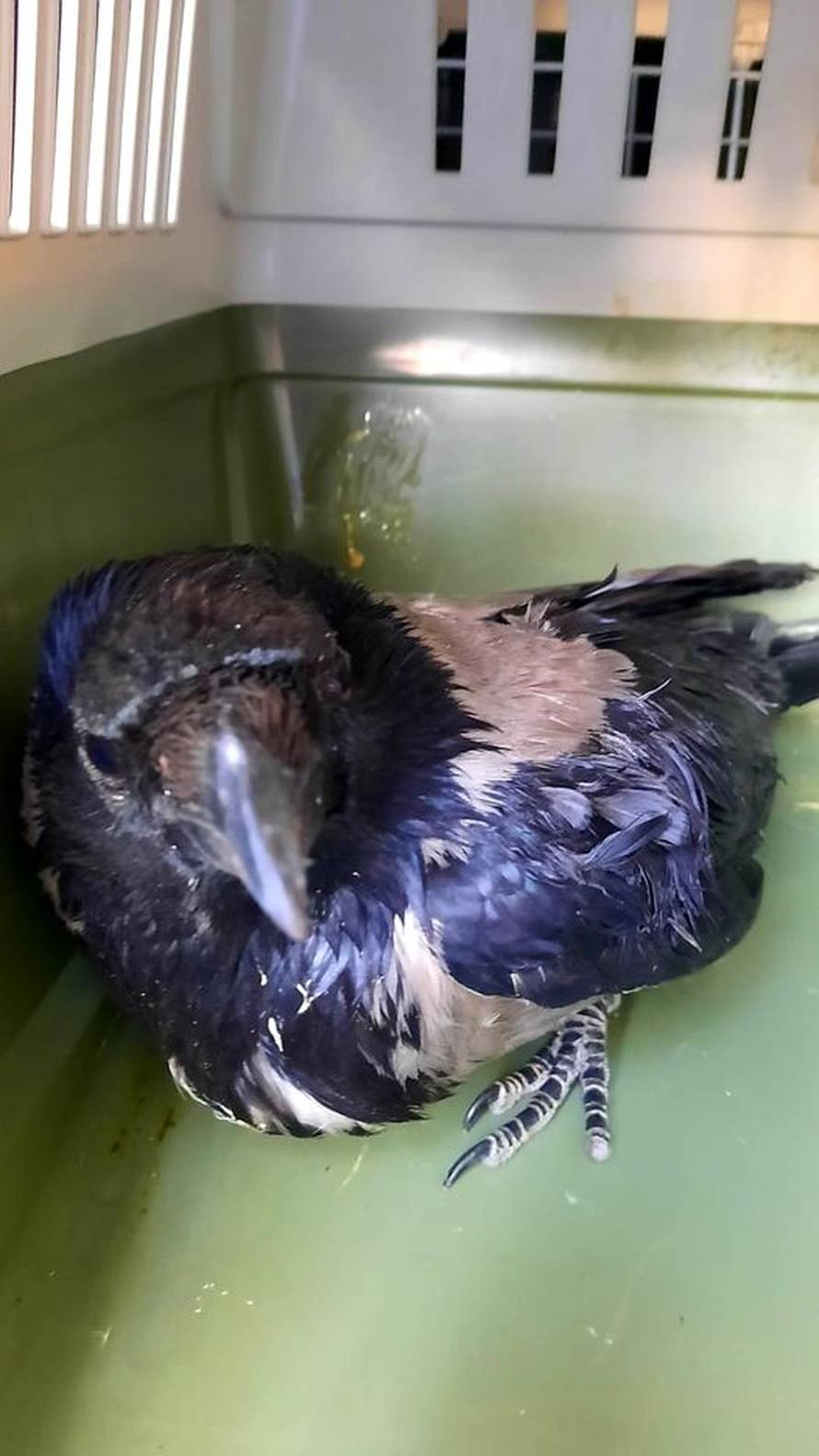 Vatrogasci s krova u Zagrebu spasili ozlijeđenu vranu: 'Sada je dobro, ali čekamo rendgen'