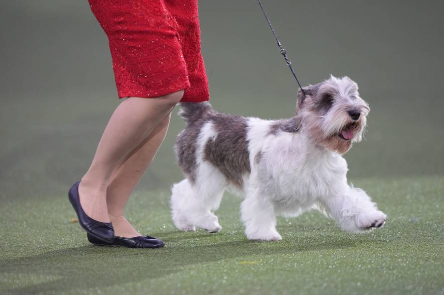 Crufts Dog Show 2026 - Day Four