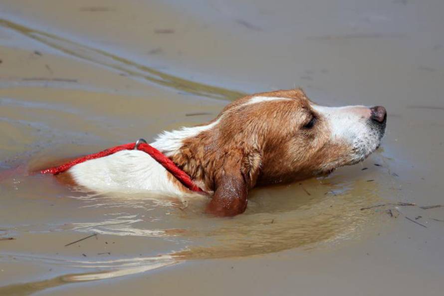 Davor Javorović/PIXSELL