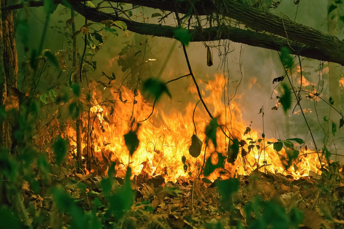 Amazona: Najviše požara u lipnju od 2007. godine