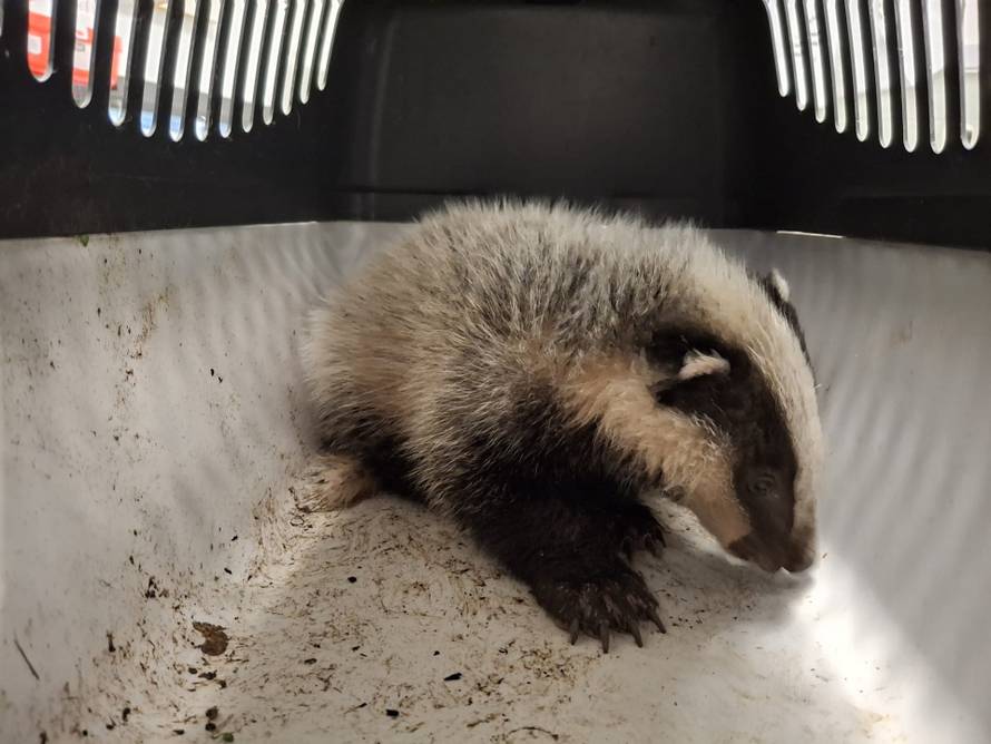 FOTO ZOO Zagreb spasio život malom jazavcu: 'Slatka zvjerka ispija mlijeko iz bočice na eks!'