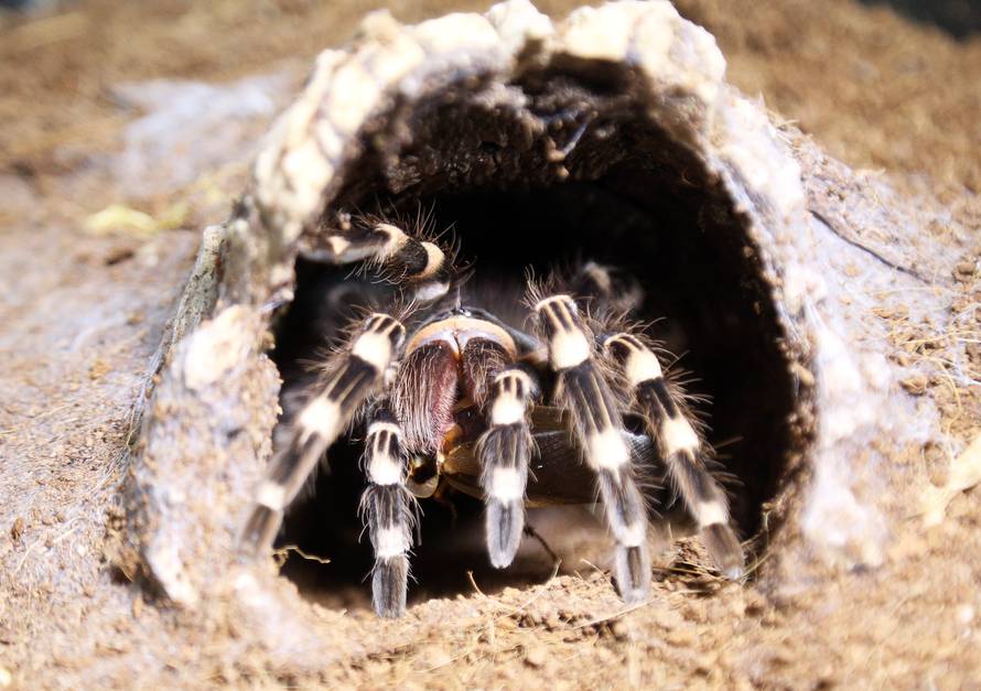 Marko je kralj tarantula: Ima ih 150, a pokrenuo je i posao...