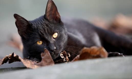 Zabranili udomljavanje crnih mačaka tijekom Halloweena: 'Ljudi se bave vještičarenjem'