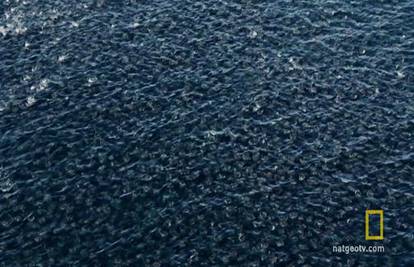 Impresivno: Pogledajte kako izgleda let morskih vragova