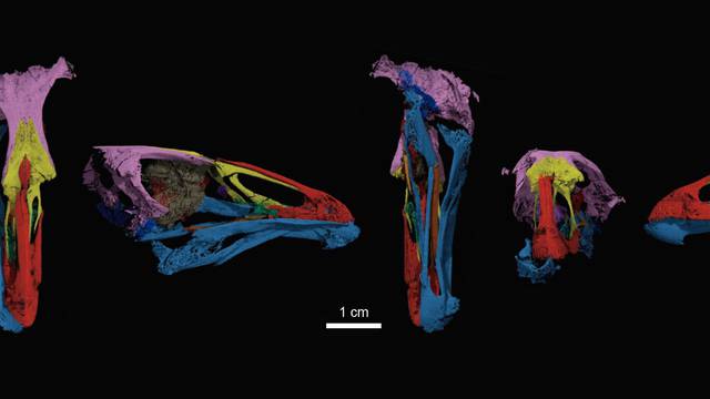 Pronašli lubanju fosila ptice od koje su one možda i nastale