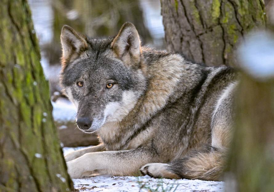 Schorfheide Game Park - Wolf