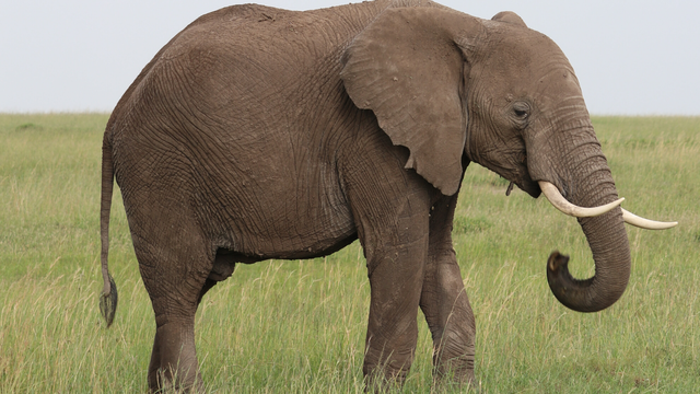 Njujorški sud: Slon Happy nije ljudsko biće, nema ljudska prava da ga puste na slobodu