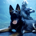 VIDEO Policijski psi u Danskoj treniraju u akvariju: 'Trebaju znati svugdje se snalaziti'