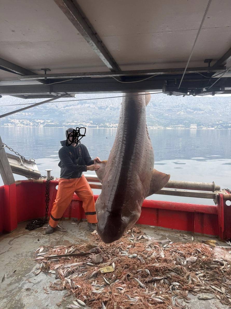 KAKAV VIDEO Ribare kod Brača iznenadila grdosija od 4 metra: 'Držali smo ga živim pa pustili'