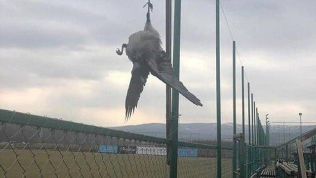 Svi su zgroženi: Rumunji ubili i objesili četiri vrane kraj terena
