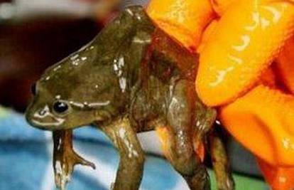 Otrov peruanske žabe postao trendy afrodizijak