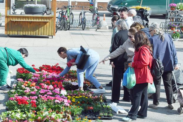 Sisak: Subotnja ponuda cvijećana tržnici