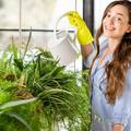Nabavite kućnu biljku: Može vam donijeti osjećaj kontrole