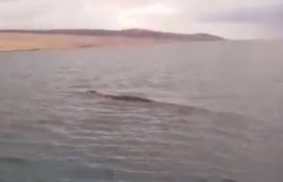 Snimili kita kod Rovanjske: 'To nikad još nisam vidio kod nas!'