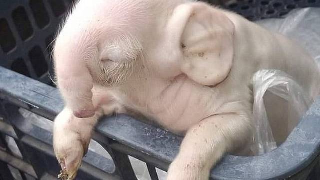 Genetska mutacija: Oprasila se svinja koja izgleda poput slona