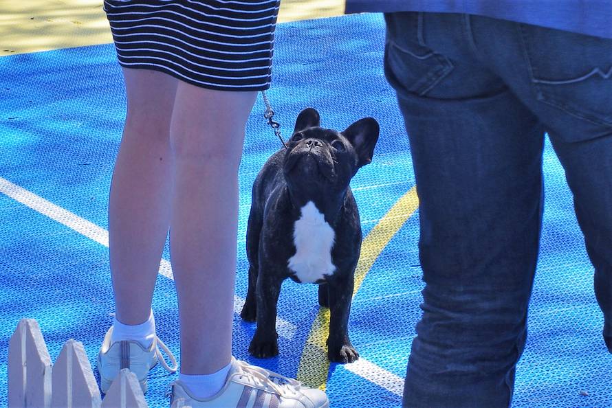 Pseći show: Američki golokoži u ringu s moskovskim čuvarom