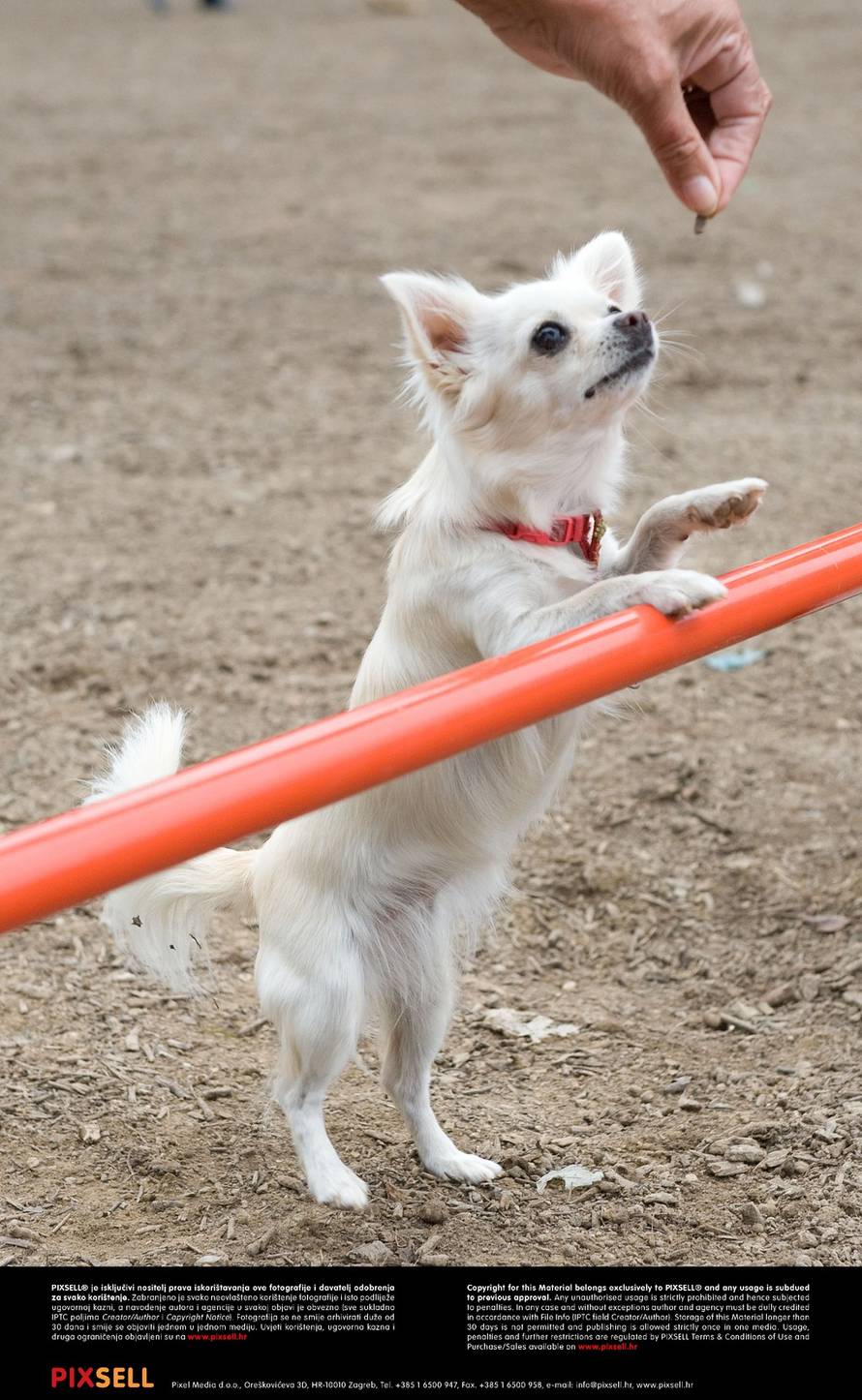 Davor Višnjić/Pixsell