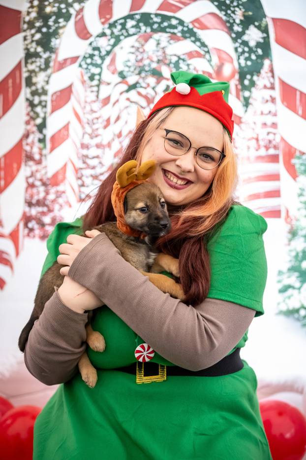 I psići vole advent: Preslatke fotke štenaca koji traže dom