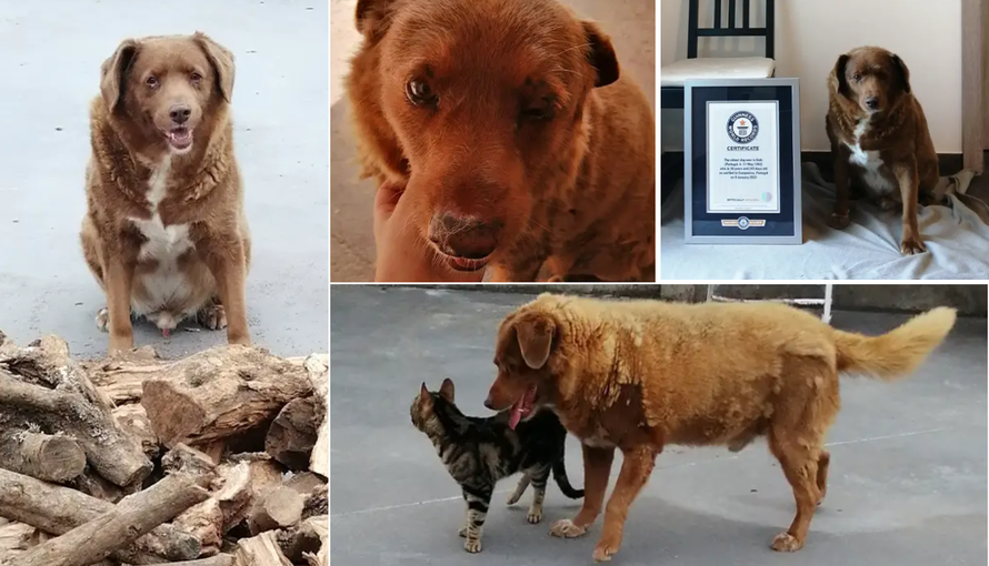 Bobi je najstariji živući pas: Ima 30 godina i još uvijek je zaigran