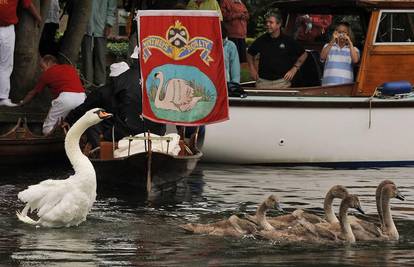Kraljičini labudari prebrojali labudove na rijeci Temzi