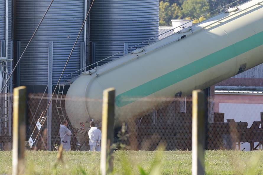 Sokolovac: Kreće eutanazija svinja, uvode se novi sigurnosni protokoli