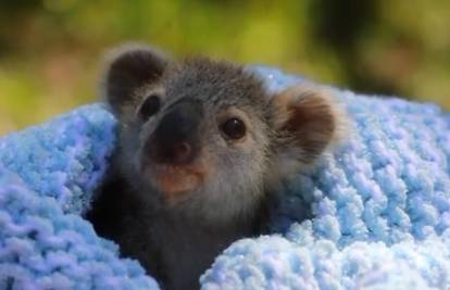 Riješen misterij: Znanstvenici otkrili kako to koale piju vodu