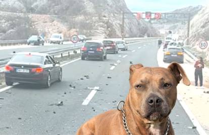 U autu smrti na A1 bio je i pas? 'Vidjeli su ga kako izbezumljeno trči po autocesti. Tražimo ga'