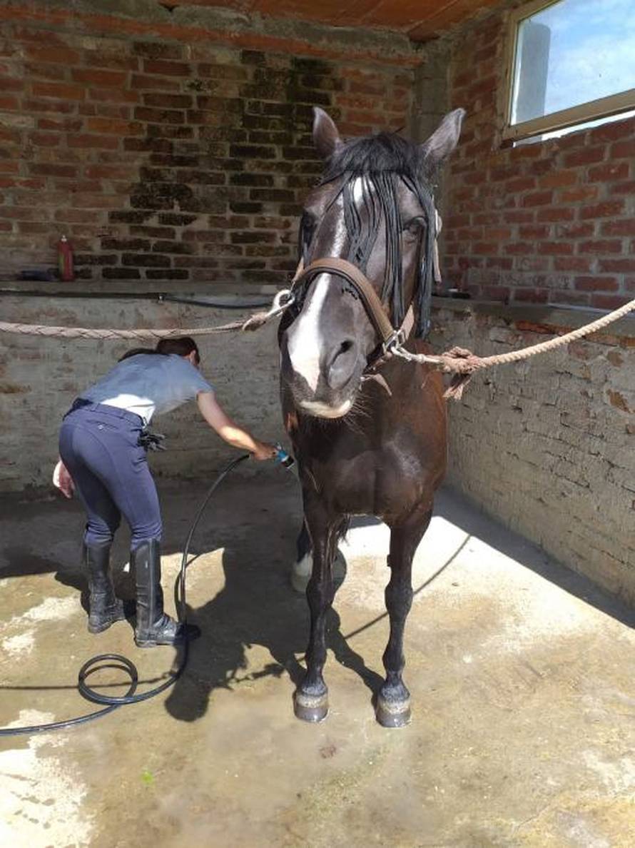 Za spomenik se bacaju milijuni, a udruga za terapijsko jahanje mora prodati konja da prežive