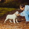 Pet stvari koje psi ne podnose: Šetnje istim putem, zagrljaje...